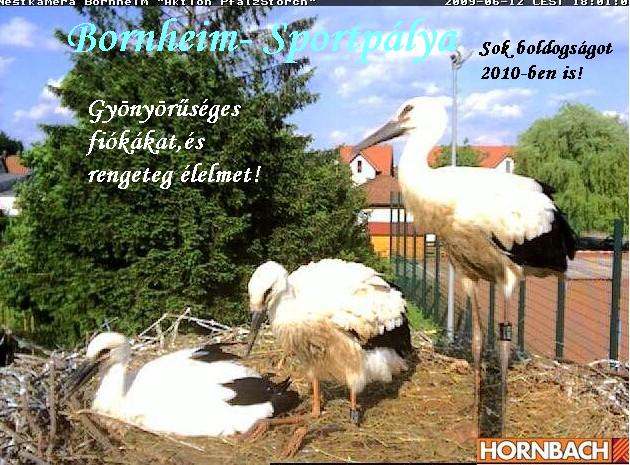 bornheimsport1.JPG