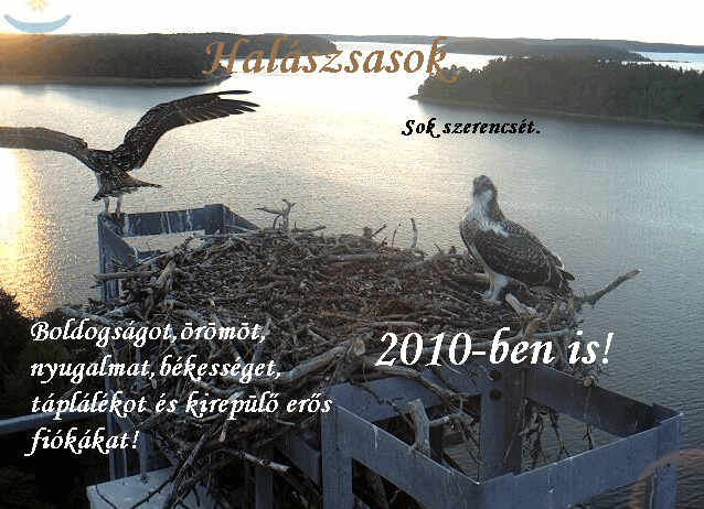 halászsas1.GIF