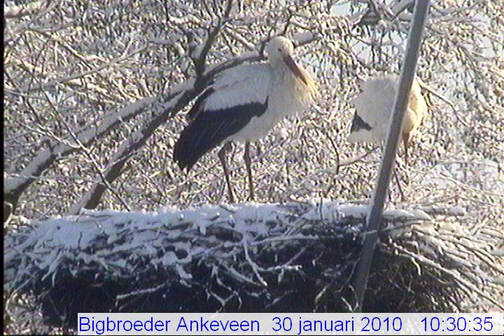 2010-01-30 Ankeveen.jpg