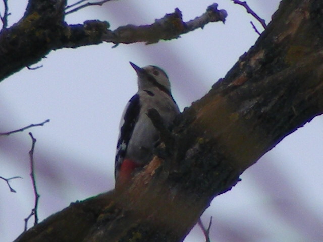 DSCF8723.JPG