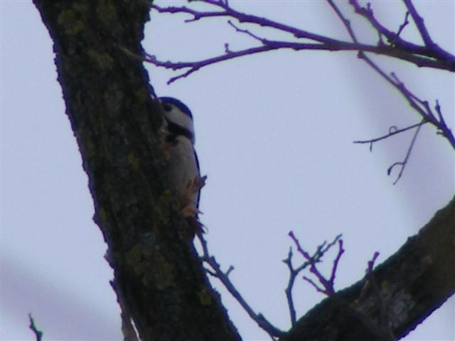 DSCF8720 (Small).JPG