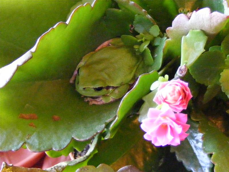 DSCF4807 (Medium).JPG
