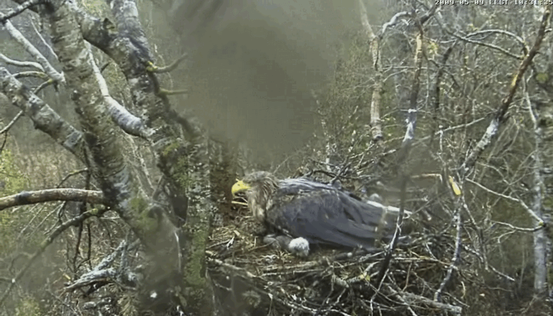 2009-05-09_110129.gif