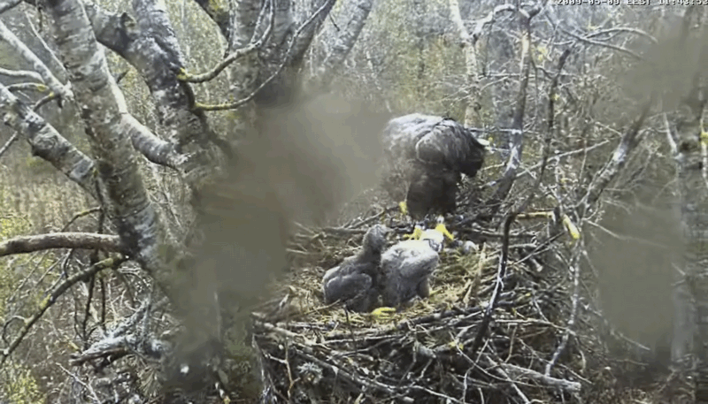 2009-05-09_110419.gif