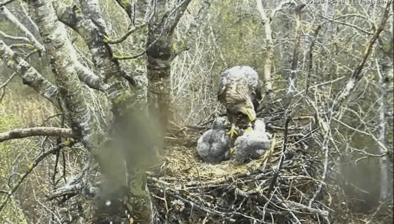 2009-05-09_111501.gif