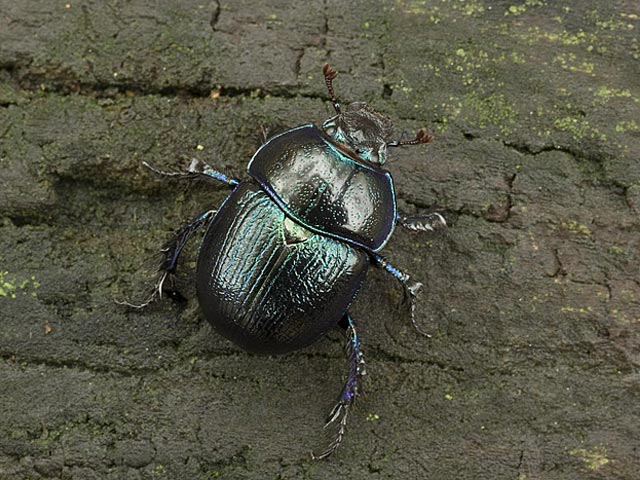 Ganajtúró bogár.jpg