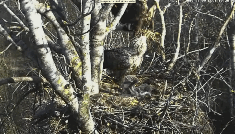 2009-05-09_181514.gif