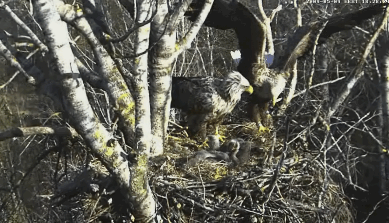 2009-05-09_181914.gif