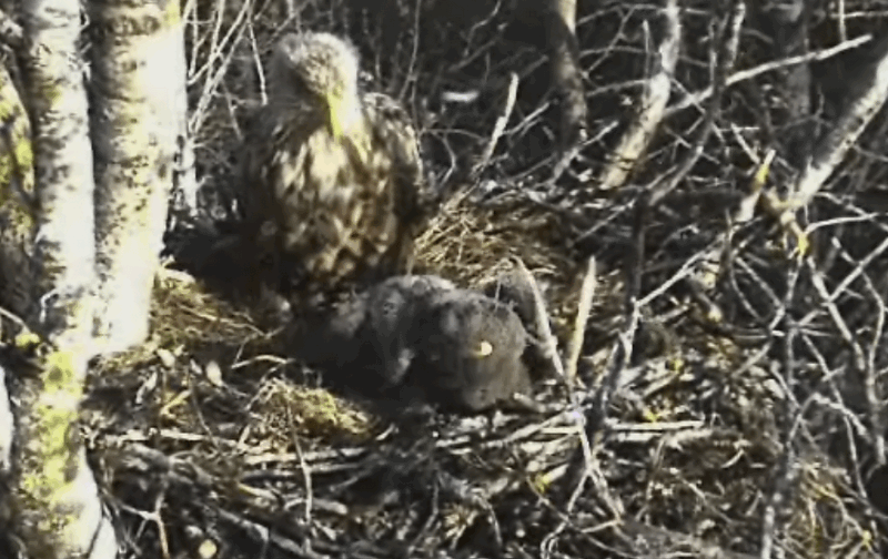2009-05-09_182929.gif