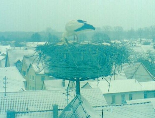 2010-02-12_085835.jpg
