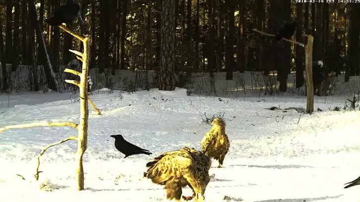 2010-02-14_13ARANYOSAK1.jpg