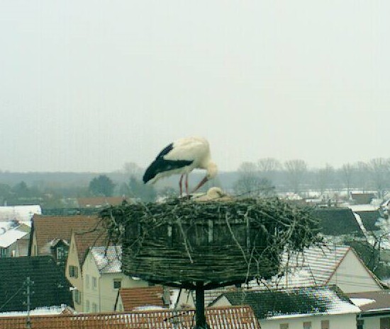 2010-02-14_163309.jpg
