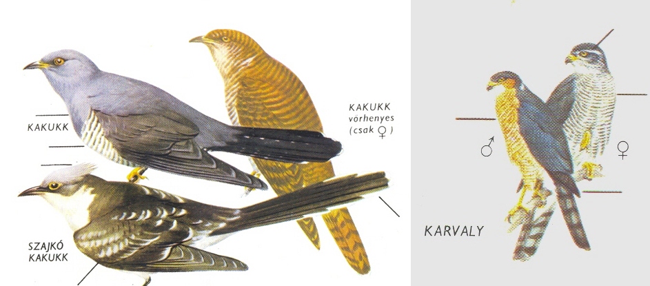 Kakukk-horz.jpg