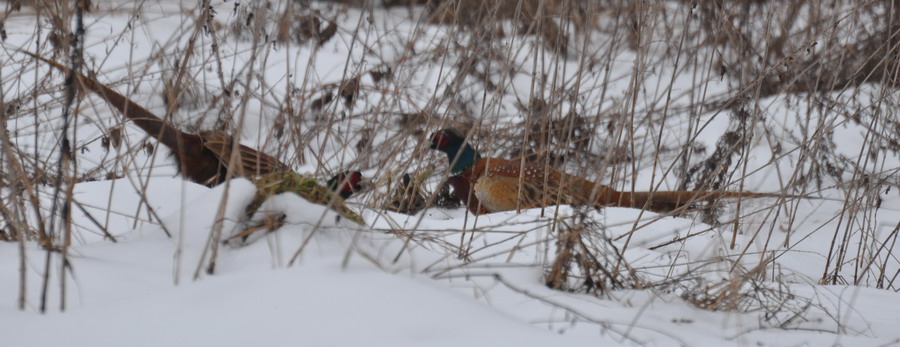 DSC_5876.jpg