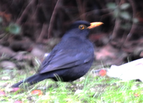 2010-02-23_182728.jpg