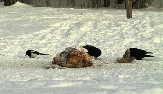 2010-02-25_065611.jpg