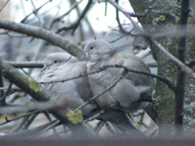 DSCF8863 (Small).JPG