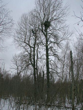 pesapuu.jpg