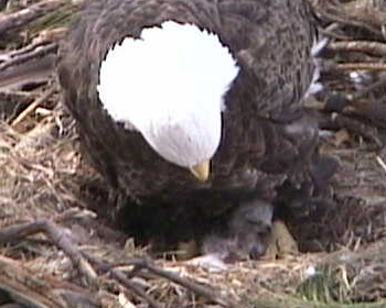eagle_first_baby2010.jpg