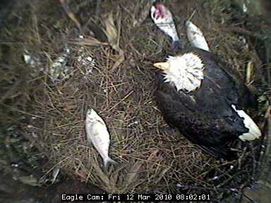 eagle.jpg