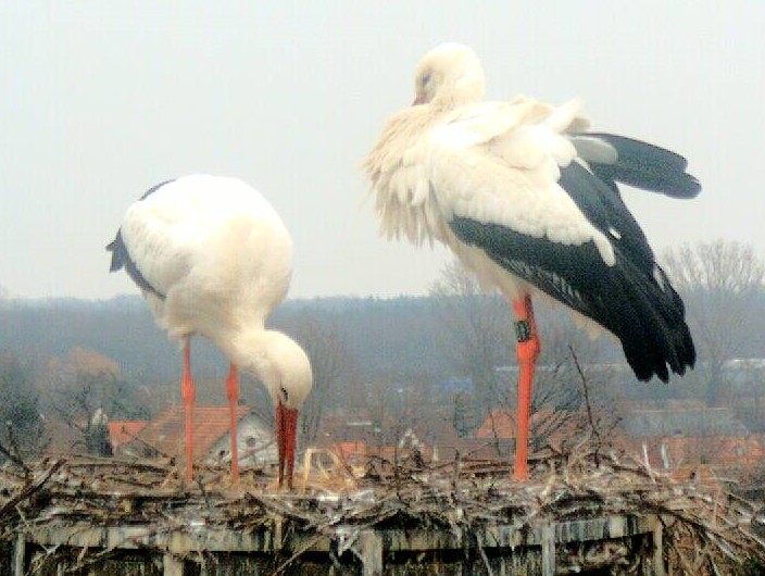 2010-03-14_080911.jpg