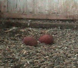 2010-03-16_214417.jpg