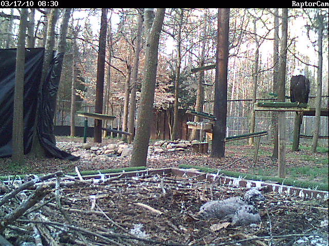 eaglecam.jpg