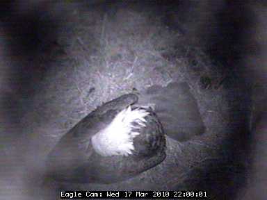 eagle.jpg