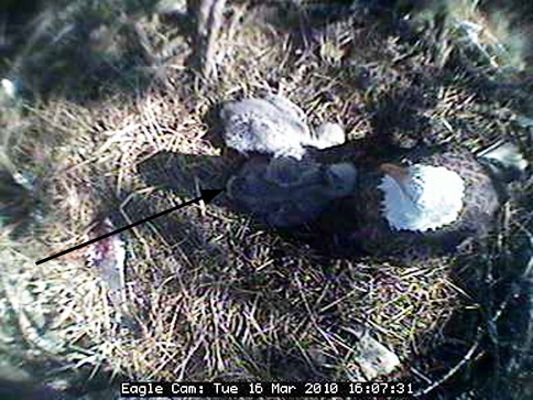 pin_feathers.jpg
