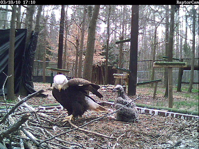 eaglecamCA01L8AM.jpg