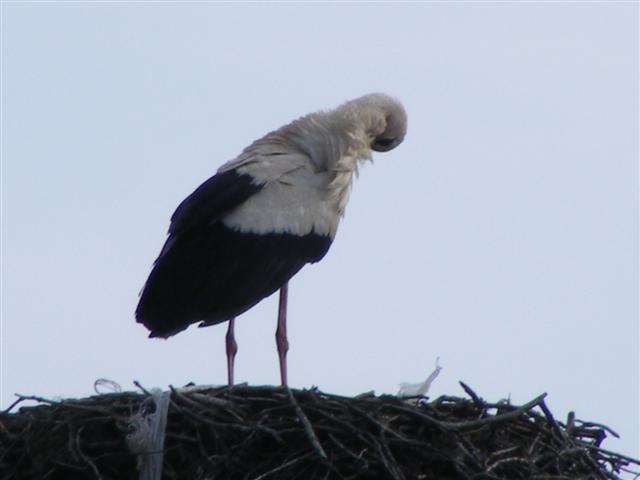 DSCF9015 (Small).JPG