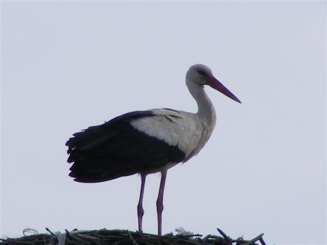 DSCF9017 (Small).JPG