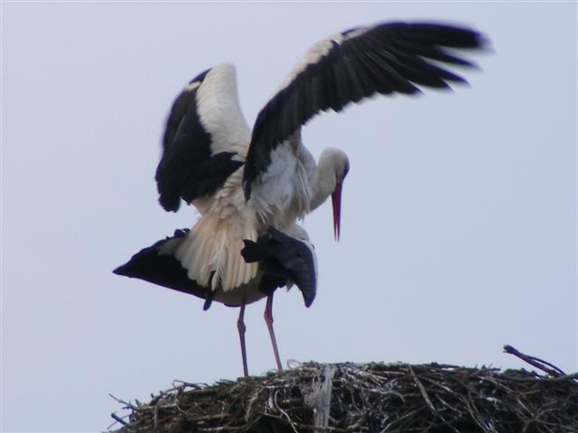 DSCF9071 (Small).JPG