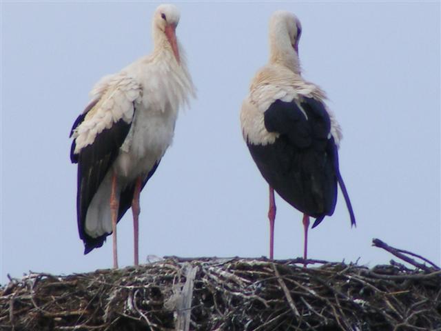 DSCF9070 (Small).JPG