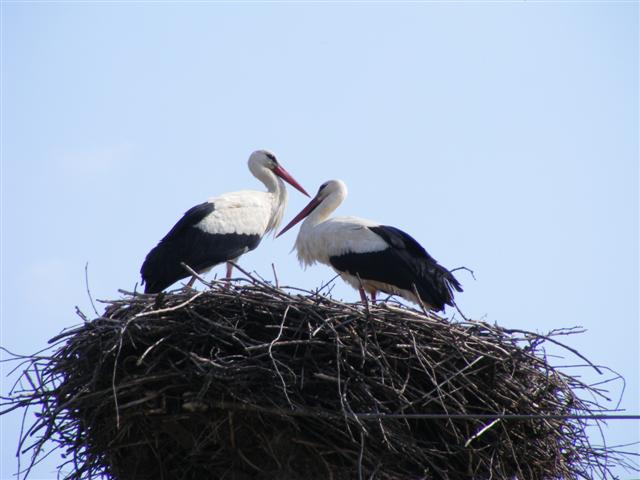 DSCF9082 (Small).JPG