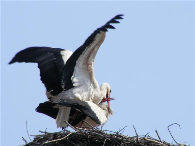 DSCF9090 (Small).JPG