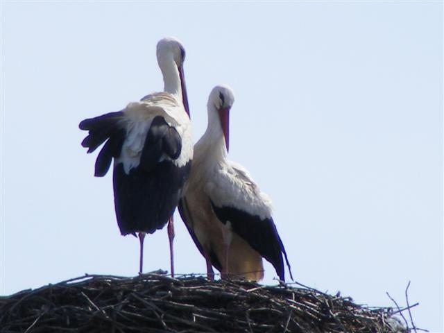 DSCF9125 (Small).JPG