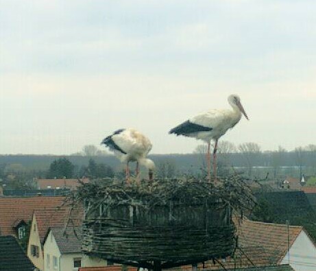 2010-03-29_080148.jpg