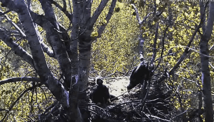 2009-05-16_161050.gif