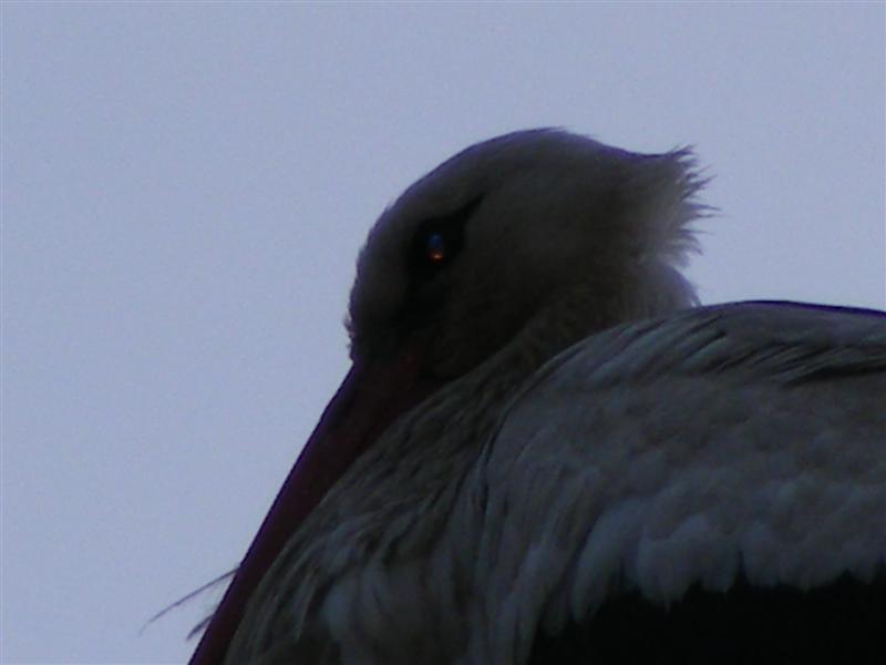 DSCF4925 (Medium).JPG