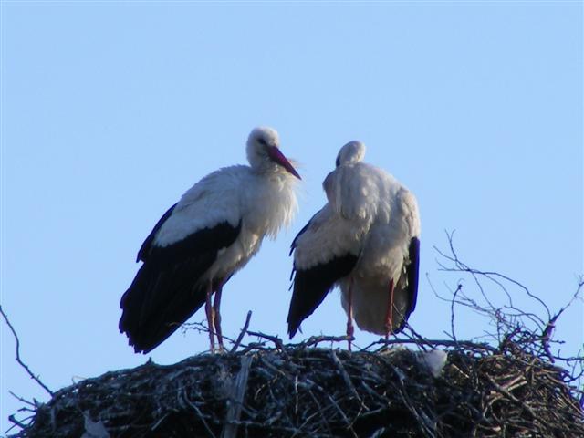 DSCF9157 (Small).JPG
