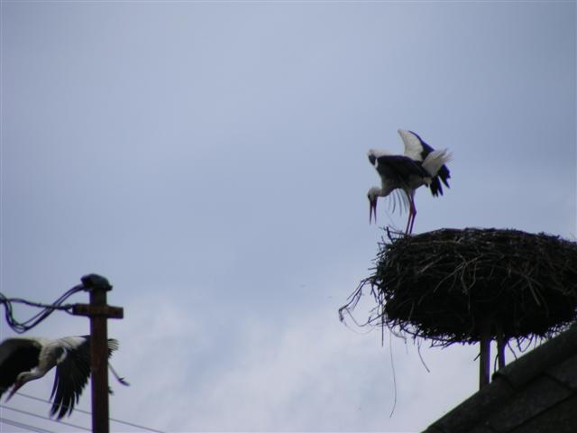 DSCF9173 (Small).JPG