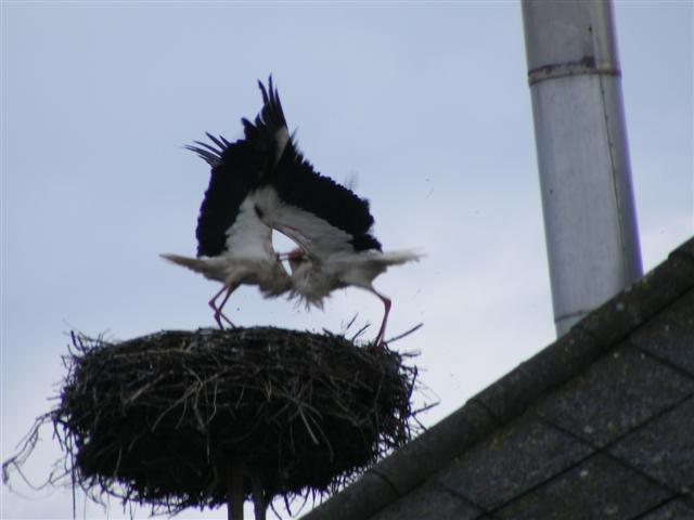 DSCF9174 (Small).JPG