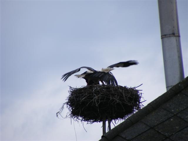 DSCF9175 (Small).JPG