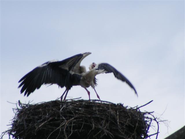 DSCF9176 (Small).JPG