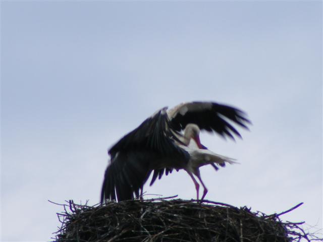 DSCF9177 (Small).JPG