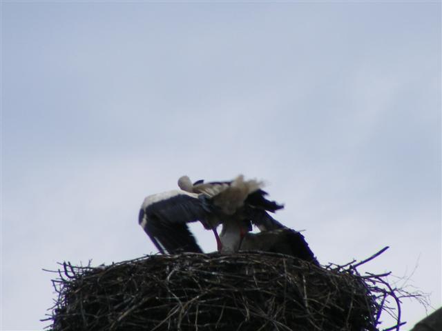 DSCF9178 (Small).JPG