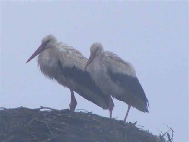 DSCF9182 (Small).JPG