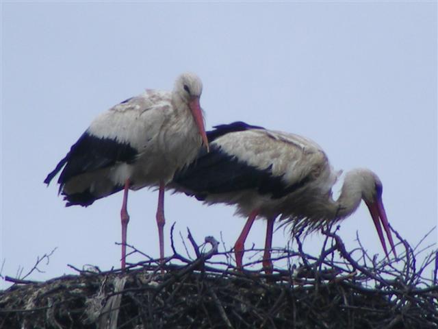 DSCF9183 (Small).JPG