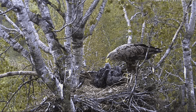 2009-05-17_100803.gif